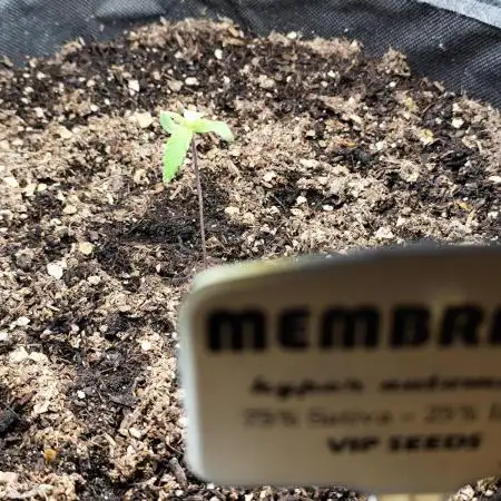 Membrana Hyper Autofem von VIP Seeds