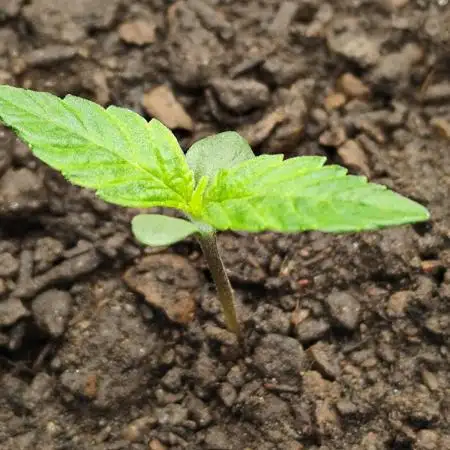 Blueberry Challenge Zammi / Sensi Seeds