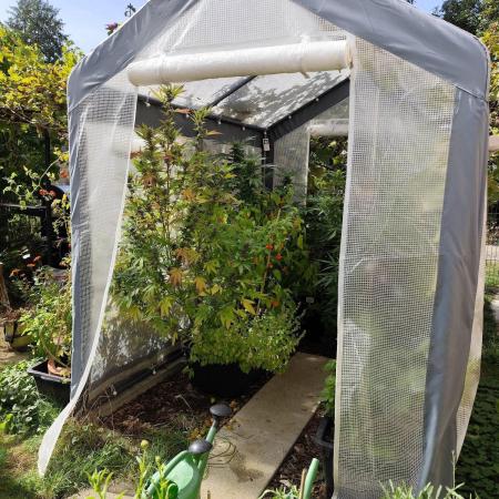 Greenhouse Summer Outdoor Grow 2026
