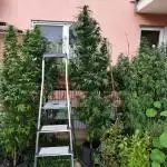 ROOTIES outdoor summer grow 2025