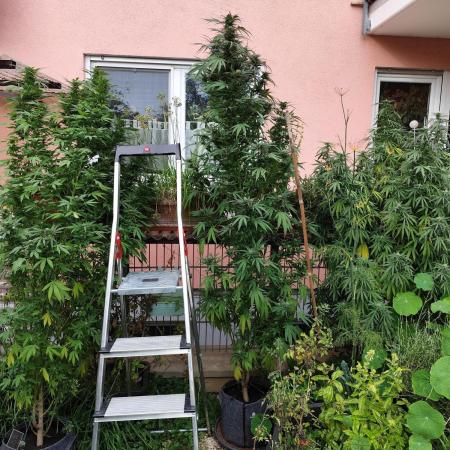 ROOTIES outdoor summer grow 2025