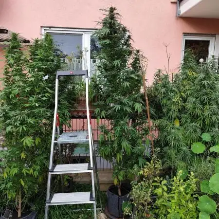 ROOTIES outdoor summer grow 2025