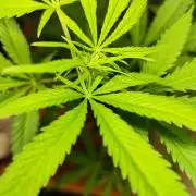 Membrana Hyper Autofem von VIP Seeds