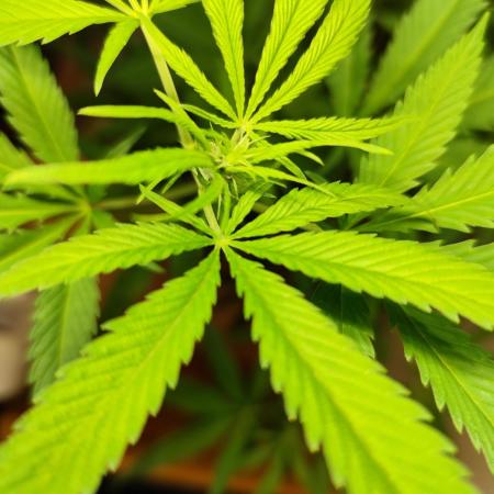 Membrana Hyper Autofem von VIP Seeds