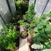 Greenhouse Summer Outdoor Grow 2026