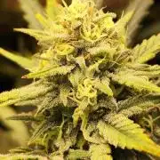 Z-Up Automatic von FastBuds