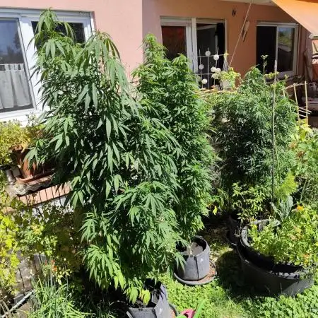ROOTIES outdoor summer grow 2025