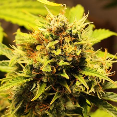Black Runtz Automatic von Zamnesia seeds