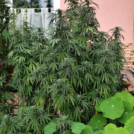 ROOTIES outdoor summer grow 2025