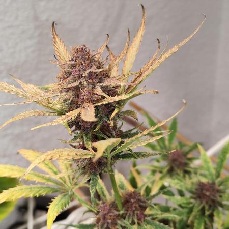 Blueberry Challenge Zammi / Sensi Seeds