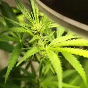 Membrana Hyper Autofem von VIP Seeds