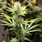 Black Runtz Automatic von Zamnesia seeds