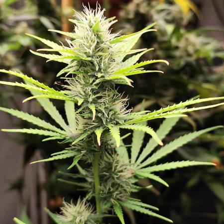 Black Runtz Automatic von Zamnesia seeds