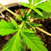 Guava Sundae Automatic Von 2Fast4Buds