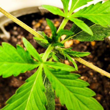 Guava Sundae Automatic Von 2Fast4Buds