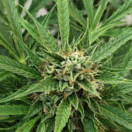 Auto Jack  von Paradise Seeds