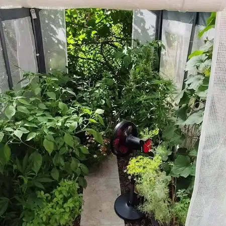 Greenhouse Summer Outdoor Grow 2026