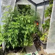 Greenhouse Summer Outdoor Grow 2026