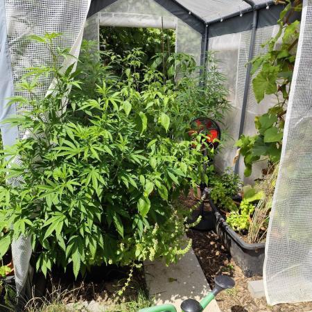 Greenhouse Summer Outdoor Grow 2026