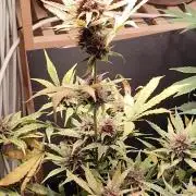 Blueberry Challenge Zammi / Sensi Seeds