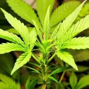 Guava Sundae Automatic Von 2Fast4Buds