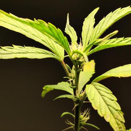 Membrana Hyper Autofem von VIP Seeds