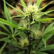 Orange Sherbet Auto von 2Fast4Buds