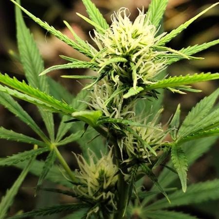 Orange Sherbet Auto von 2Fast4Buds
