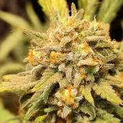 Z-Up Automatic von FastBuds