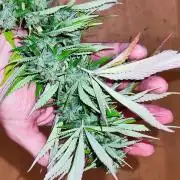 Greenhouse Summer Outdoor Grow 2026
