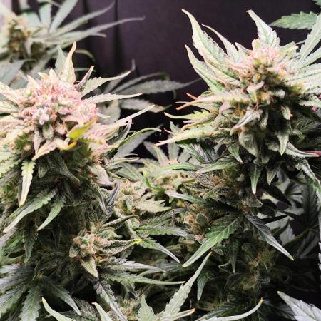 Green Gelato Automatic von Royal Queen Seeds