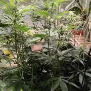 Tangerine Dream Automatic von Zamnesia