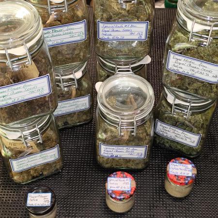 ROOTIES outdoor summer grow 2025