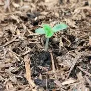 Cafe Racer Autoflower von Blimburn Seeds