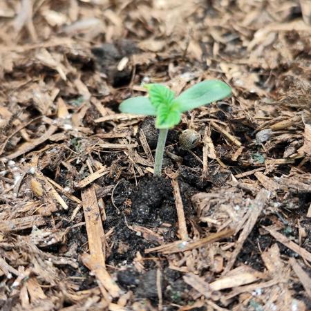 Cafe Racer Autoflower von Blimburn Seeds