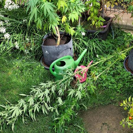 ROOTIES outdoor summer grow 2025