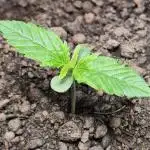 Z-Up Automatic von FastBuds