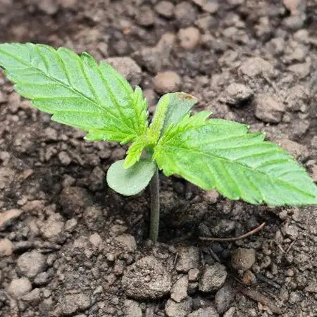 Z-Up Automatic von FastBuds