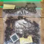 ROOTIES outdoor summer grow 2025