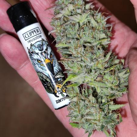 Orange Sherbet Auto von 2Fast4Buds