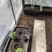 Greenhouse Summer Outdoor Grow 2026
