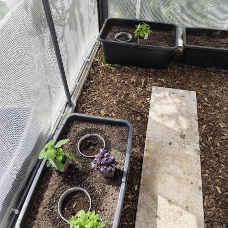 Greenhouse Summer Outdoor Grow 2026