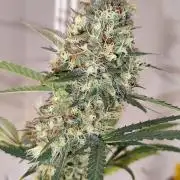 Rainbow Sherbet Automatic von Zamnesia