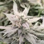 Sunset Sherbet Automatic von Zamnesia Seeds