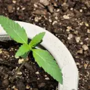 Guava Sundae Automatic Von 2Fast4Buds