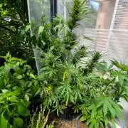 Greenhouse Summer Outdoor Grow 2026