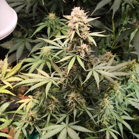 Blueberry Challenge Zammi / Sensi Seeds