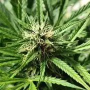 Auto Jack  von Paradise Seeds