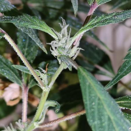 Membrana Hyper Autofem von VIP Seeds