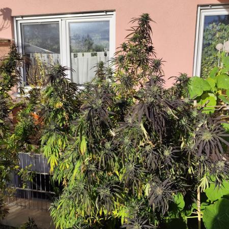ROOTIES outdoor summer grow 2025